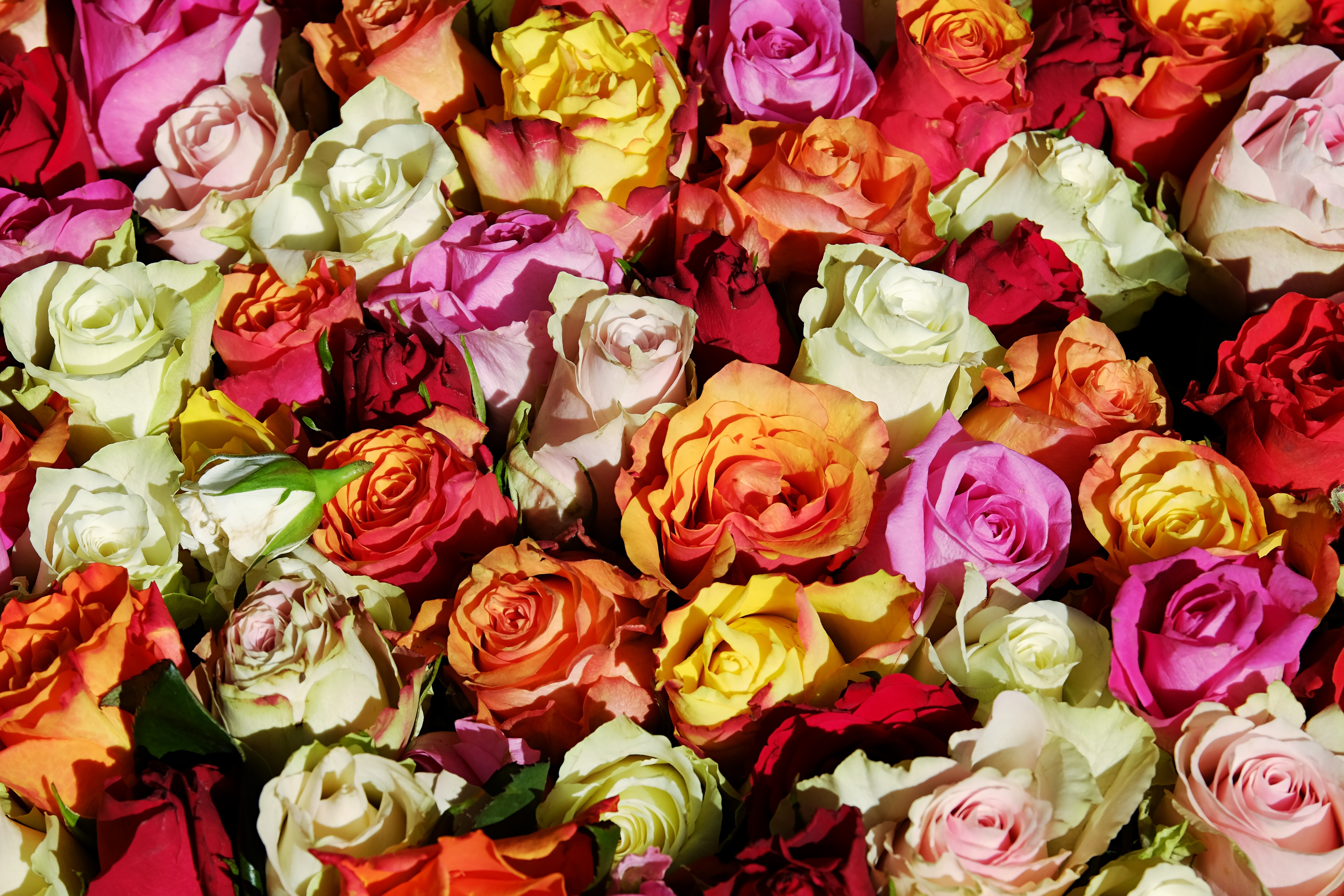 Bunte Rosen