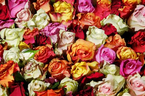 Bunte Rosen